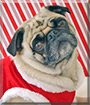 Pugsley the Pug