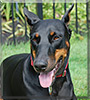 Lexi the Doberman Pinscher