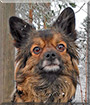 Jakke the Papillon, Kleinspitz mix