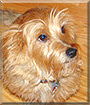 J.J. the Cairn Terrier