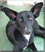 Nysa the Podenco mix