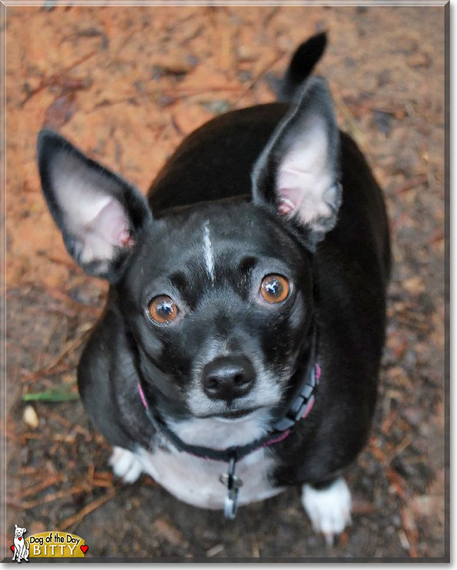 Bitty, the Dog of the Day