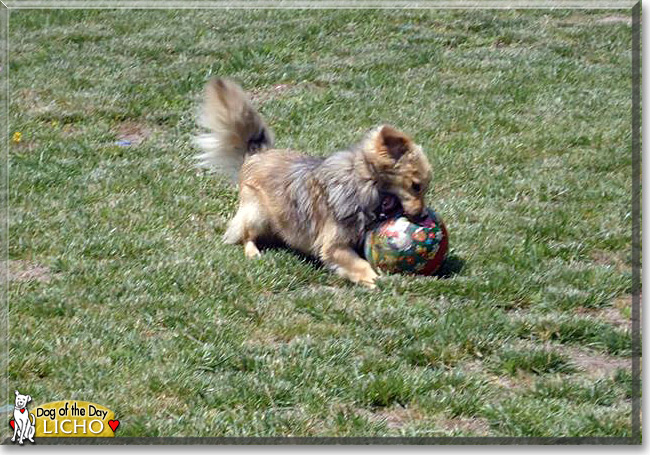 Licho, the Dog of the Day