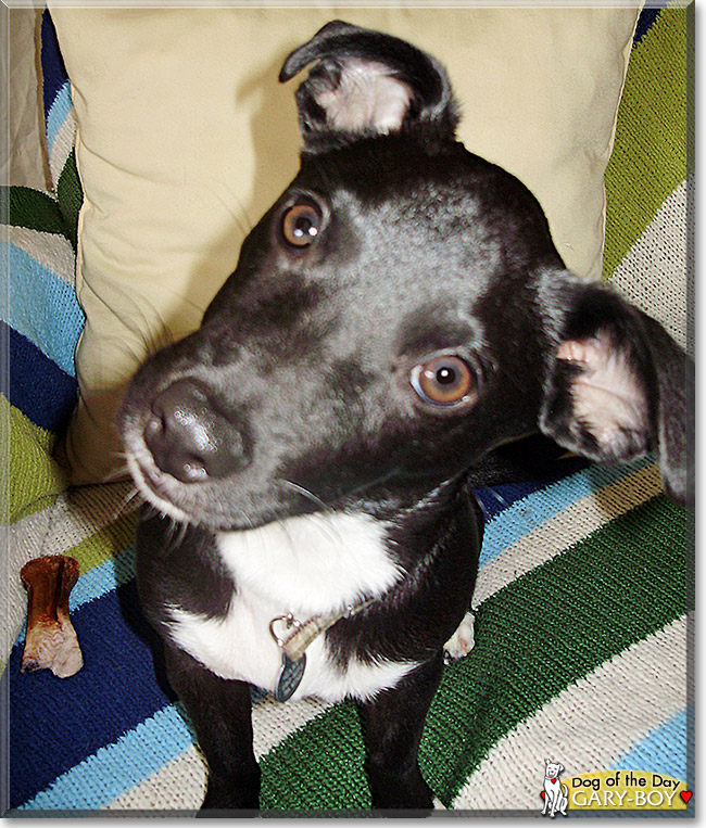 Gary-Boy, the Dog of the Day