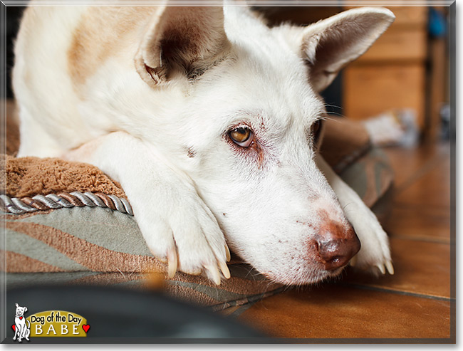 Babe, the Dog of the Day