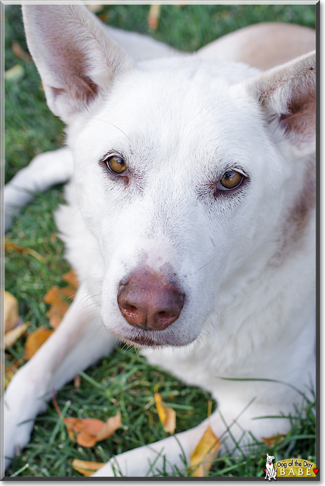 Babe, the Dog of the Day