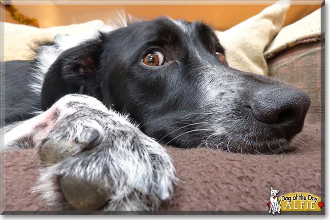 Alfie, the Dog of the Day