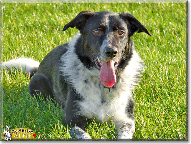 Alfie, the Dog of the Day