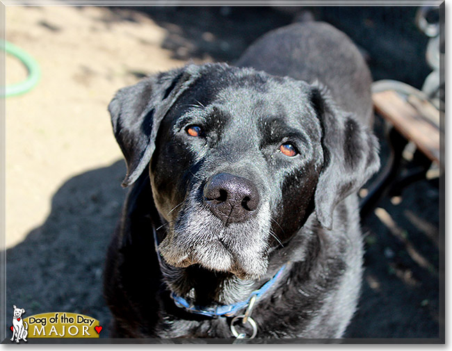 Major, the Dog of the Day