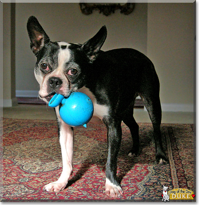 Duke, the Dog of the Day