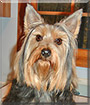 Suzie the Silky Terrier