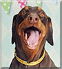 Anya the Doberman Pinscher