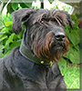 Coby the Giant Schnauzer