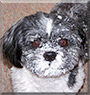 Cookie the Shih Tzu