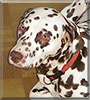 Tequila the Dalmatian