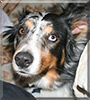 Dylan the Australian Shepherd