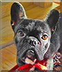 Mac the French Bulldog