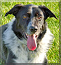 Alfie the Border Collie