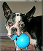 Duke the Boston Terrier