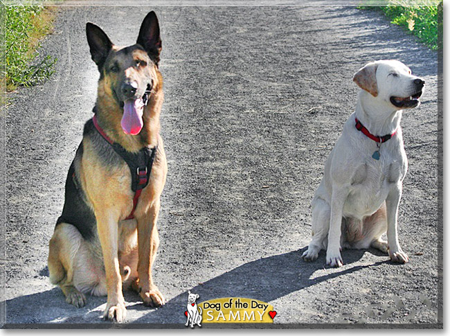 Sammy, the Dog of the Day