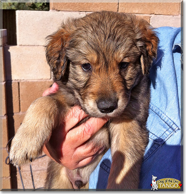 Tango, the Dog of the Day