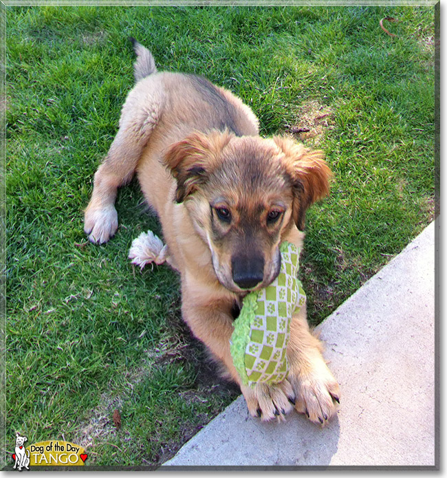 Tango, the Dog of the Day