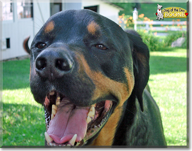 Boone, the Dog of the Day