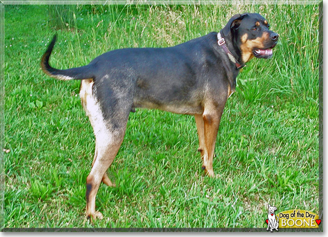 Boone, the Dog of the Day