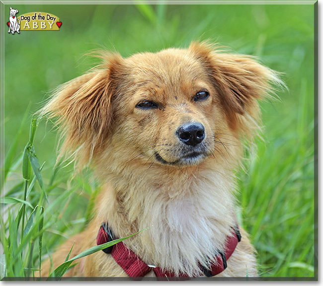 Abby, the Dog of the Day