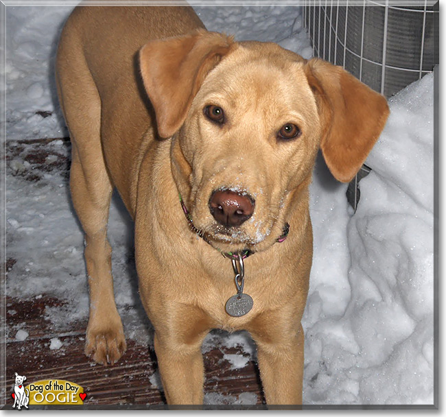 Oogie, the Dog of the Day