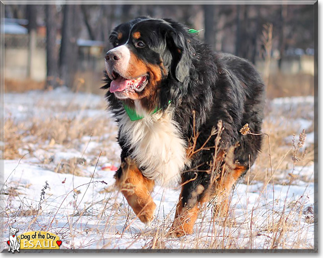 Esaul, the Dog of the Day