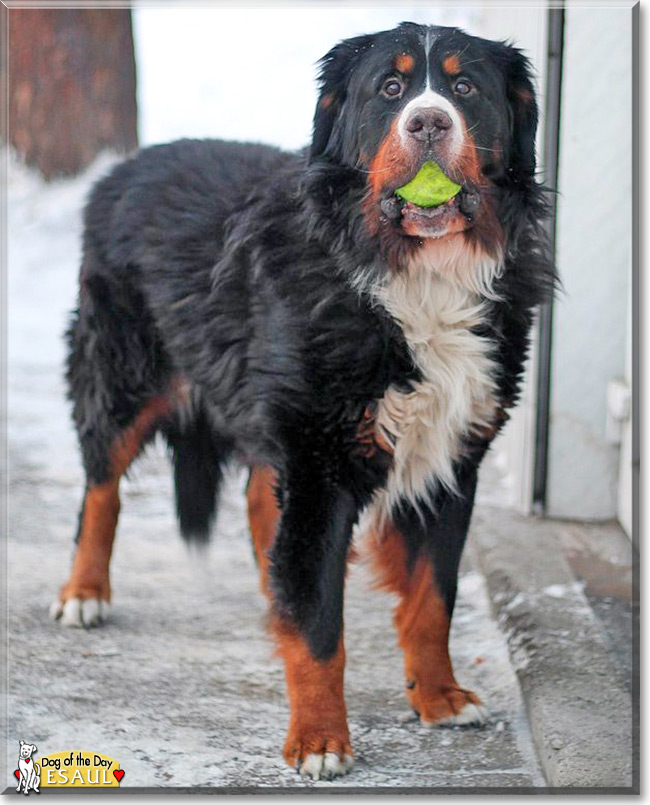 Esaul, the Dog of the Day