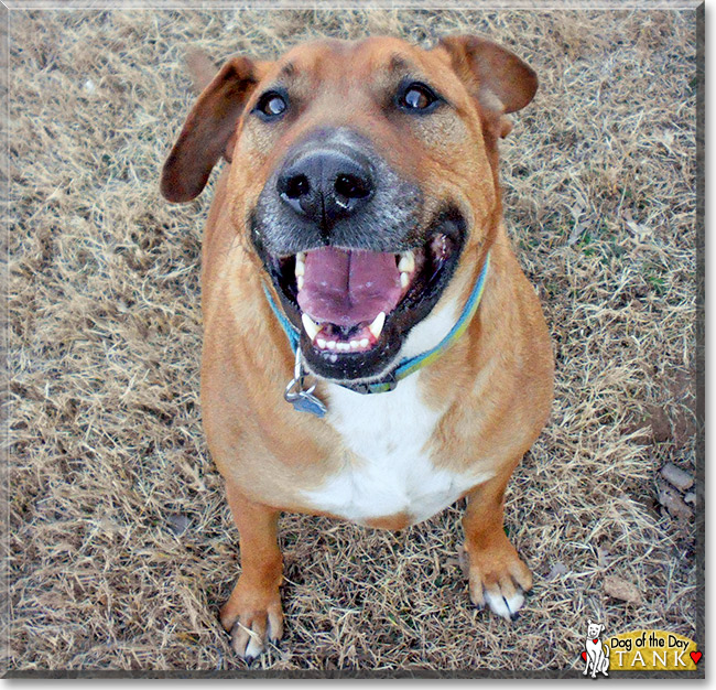 Tank, the Dog of the Day