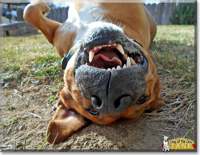 Tank, the Dog of the Day