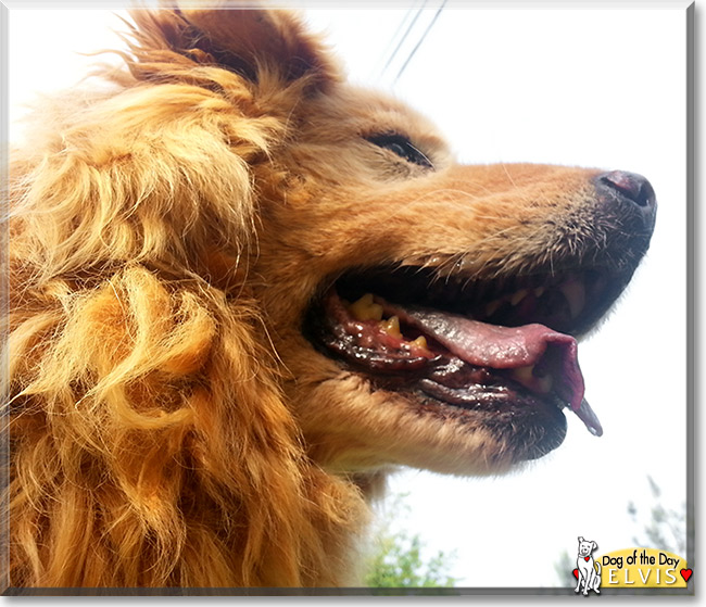 Elvis, the Dog of the Day