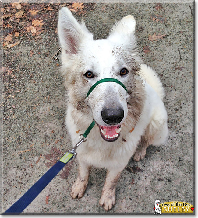 Shelby, the Dog of the Day