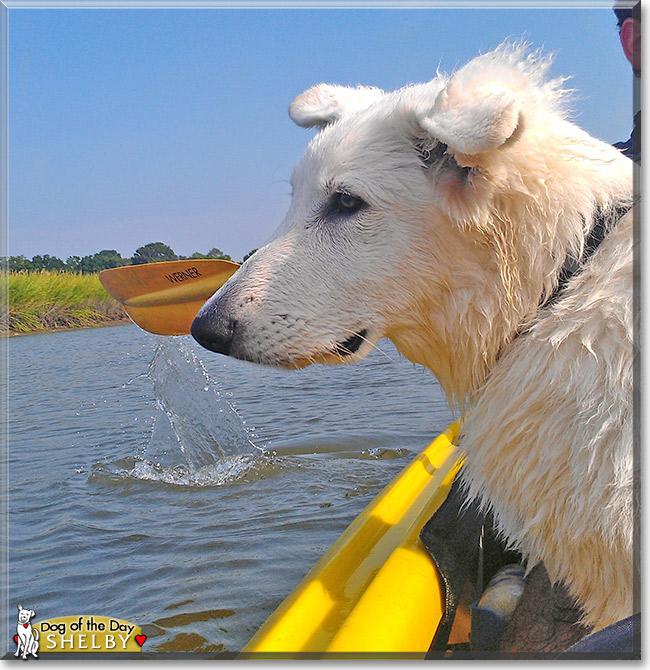 Shelby, the Dog of the Day