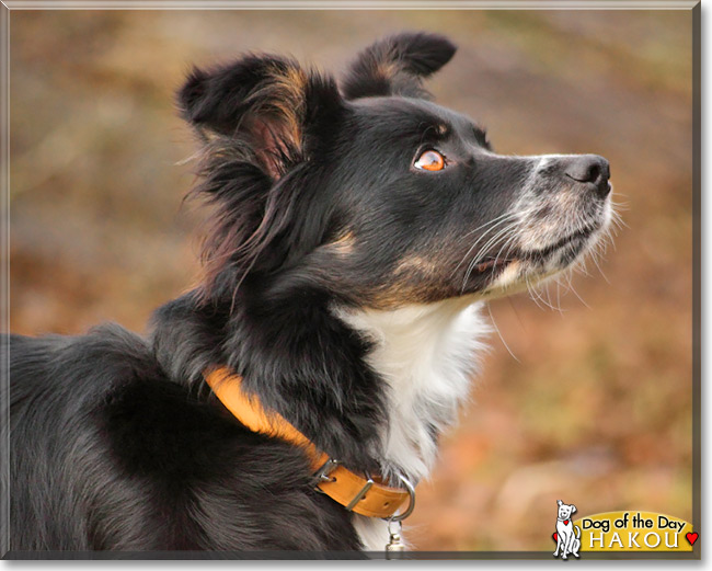 Hakou, the Dog of the Day