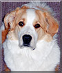 Daisy the Great Pyrenees, St. Bernard