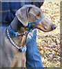 Omar Blue the Doberman