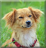 Abby the Shetland Sheepdog, Dachshund