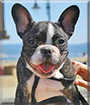 Krum the French Bulldog