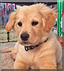 River the Golden Retriever mix