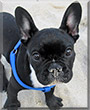 Bruce the French Bulldog