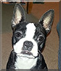 Bianca the Boston Terrier