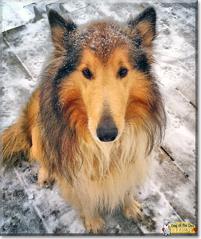 LeeRoy, the Dog of the Day