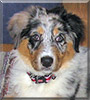 Colleen the Australian Shepherd