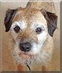 Boots the Border Terrier