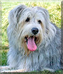 Grover the Old English Sheepdog, Briard