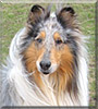 Dante the Rough Collie